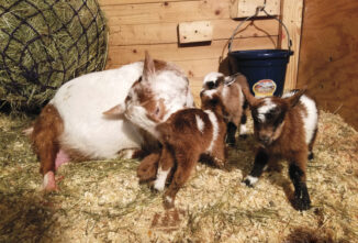 How Long is Goat Gestation?